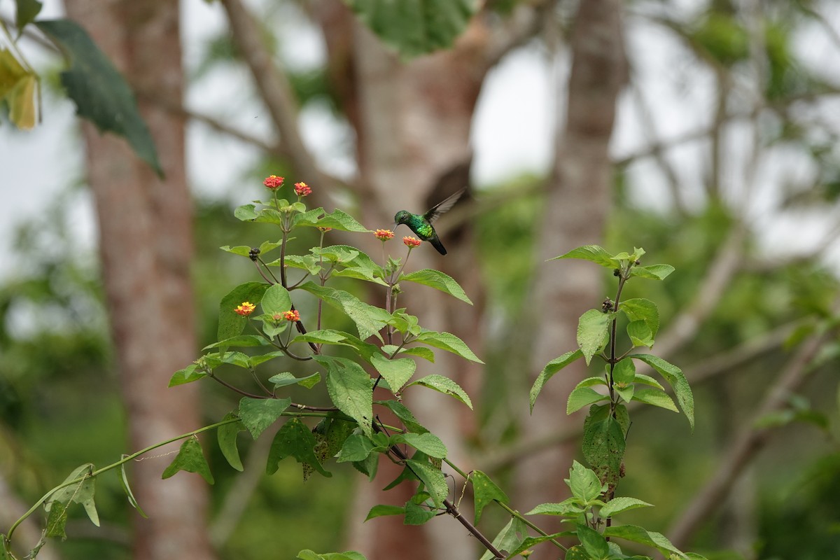 Garden Emerald - ML644079824