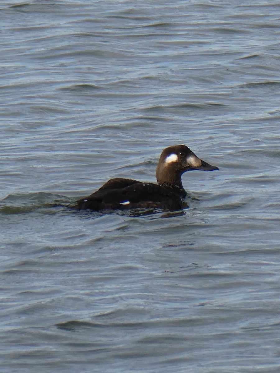 White-winged Scoter - ML644079825