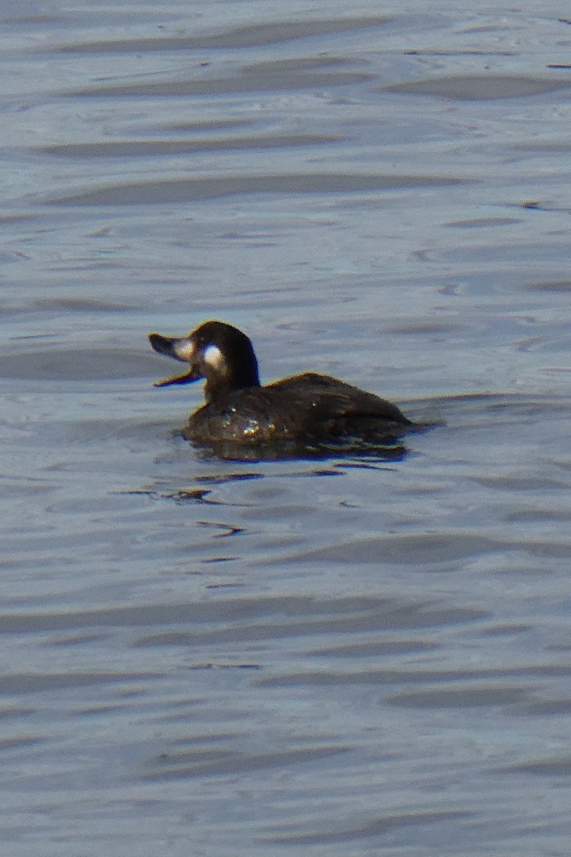 White-winged Scoter - ML644079827
