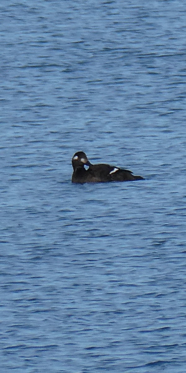 White-winged Scoter - ML644079831