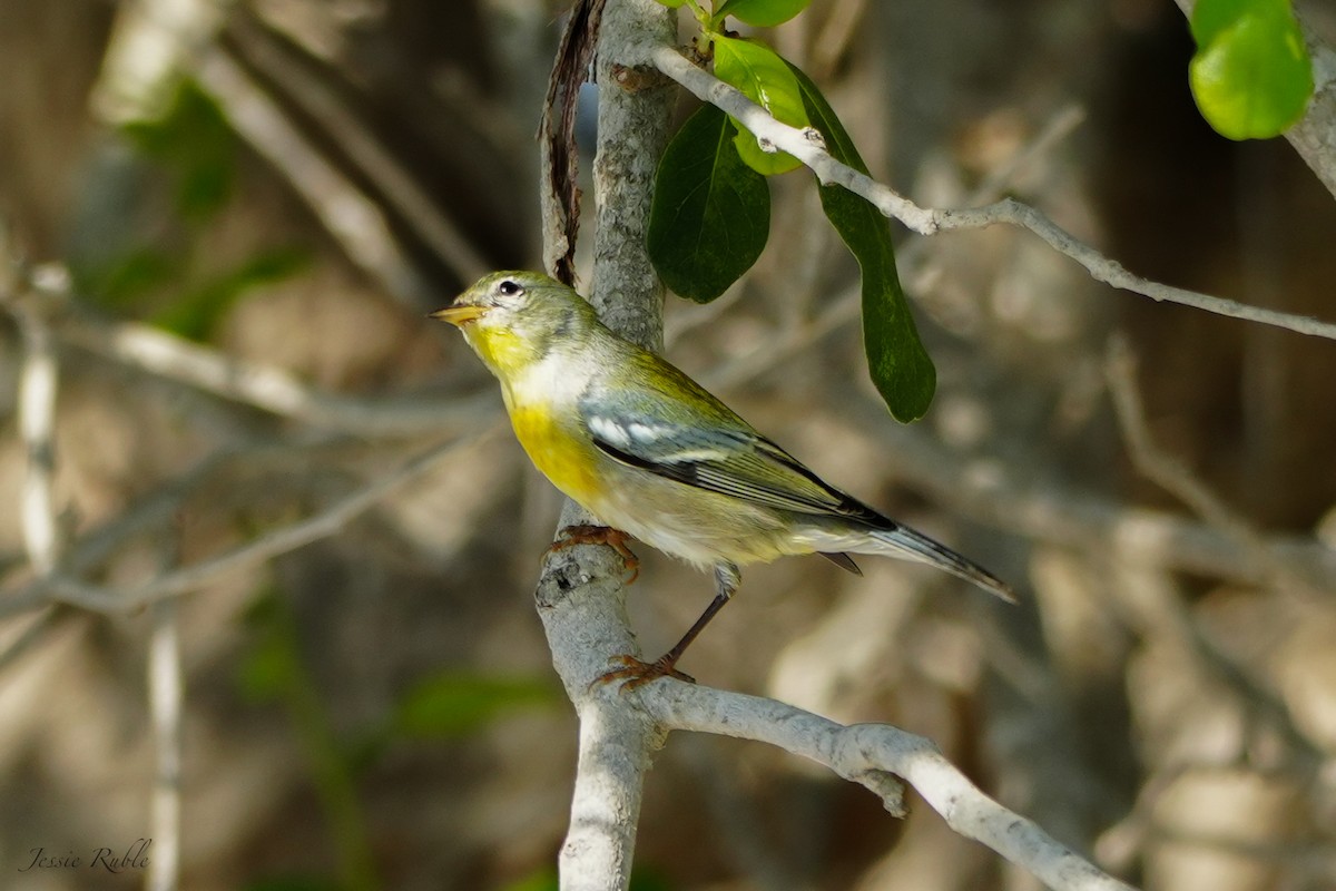 Northern Parula - ML644079834
