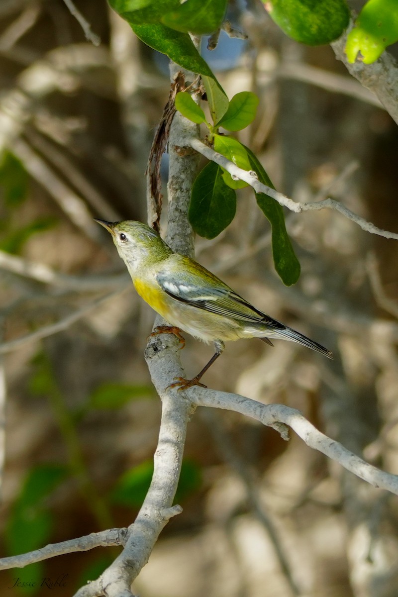 Northern Parula - ML644079835