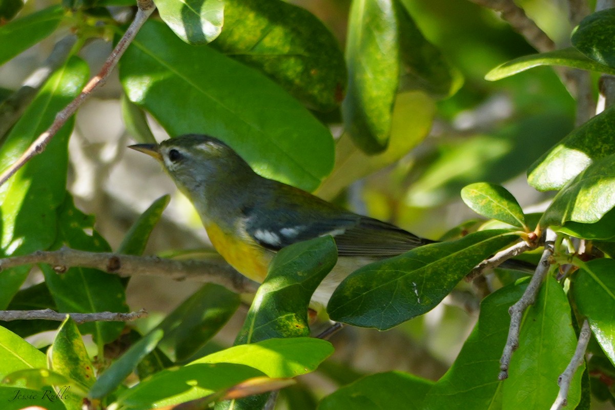 Northern Parula - ML644079836