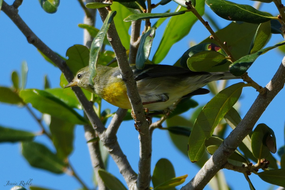 Northern Parula - ML644079837