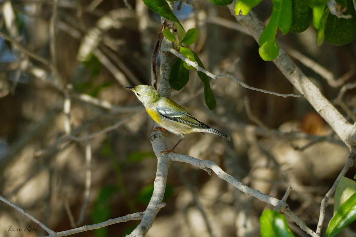 Northern Parula - ML644079838