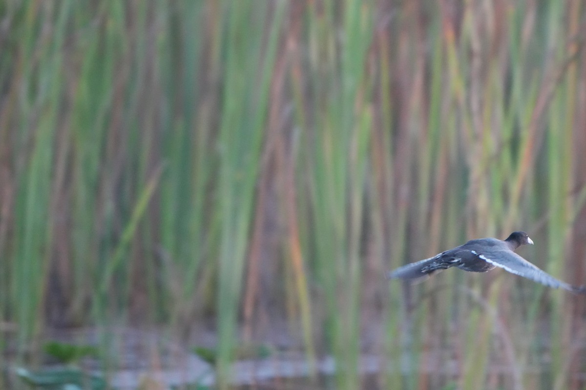 American Coot - ML644079840