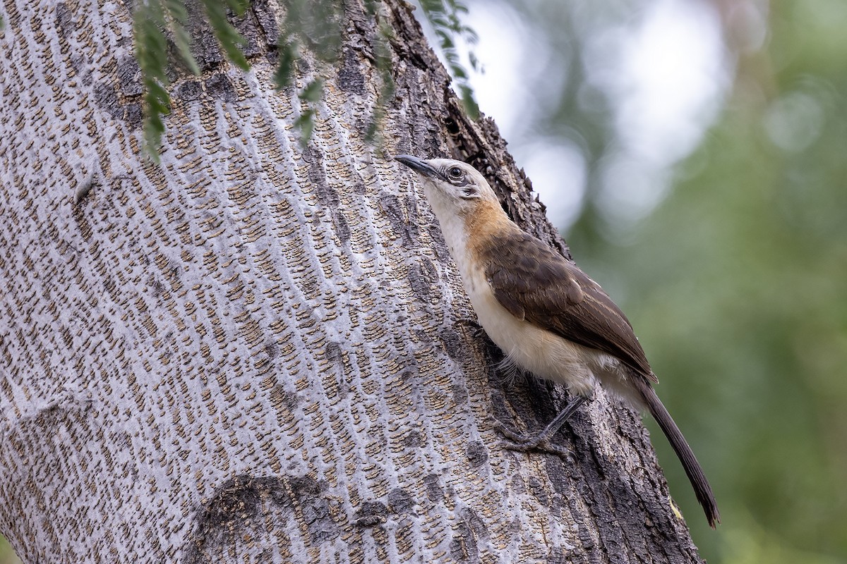 Bare-cheeked Babbler - ML644079842