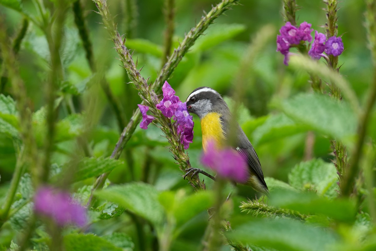 Bananaquit - ML644079843