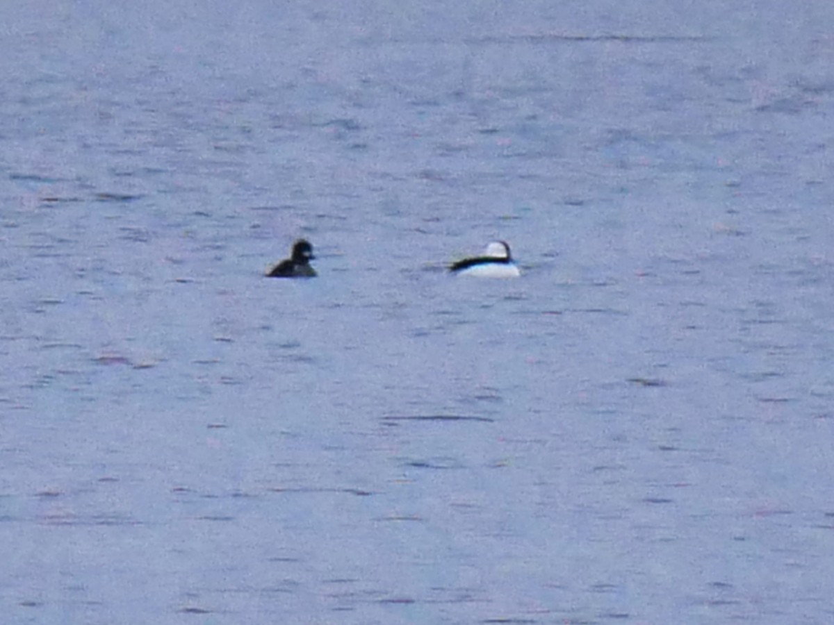Bufflehead - ML644079844