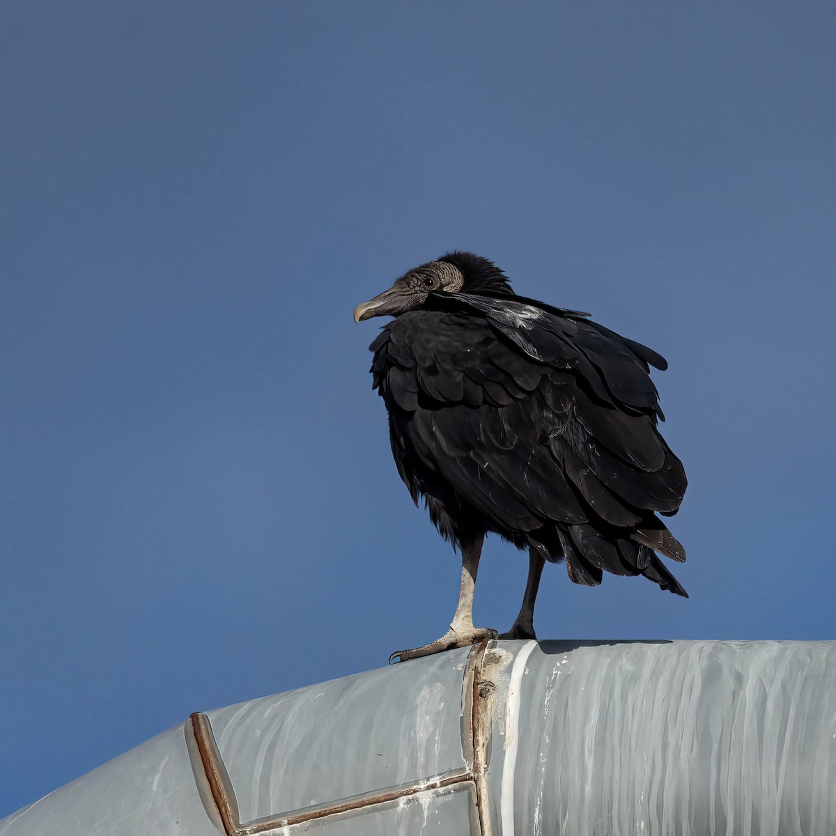 Black Vulture - ML644079845