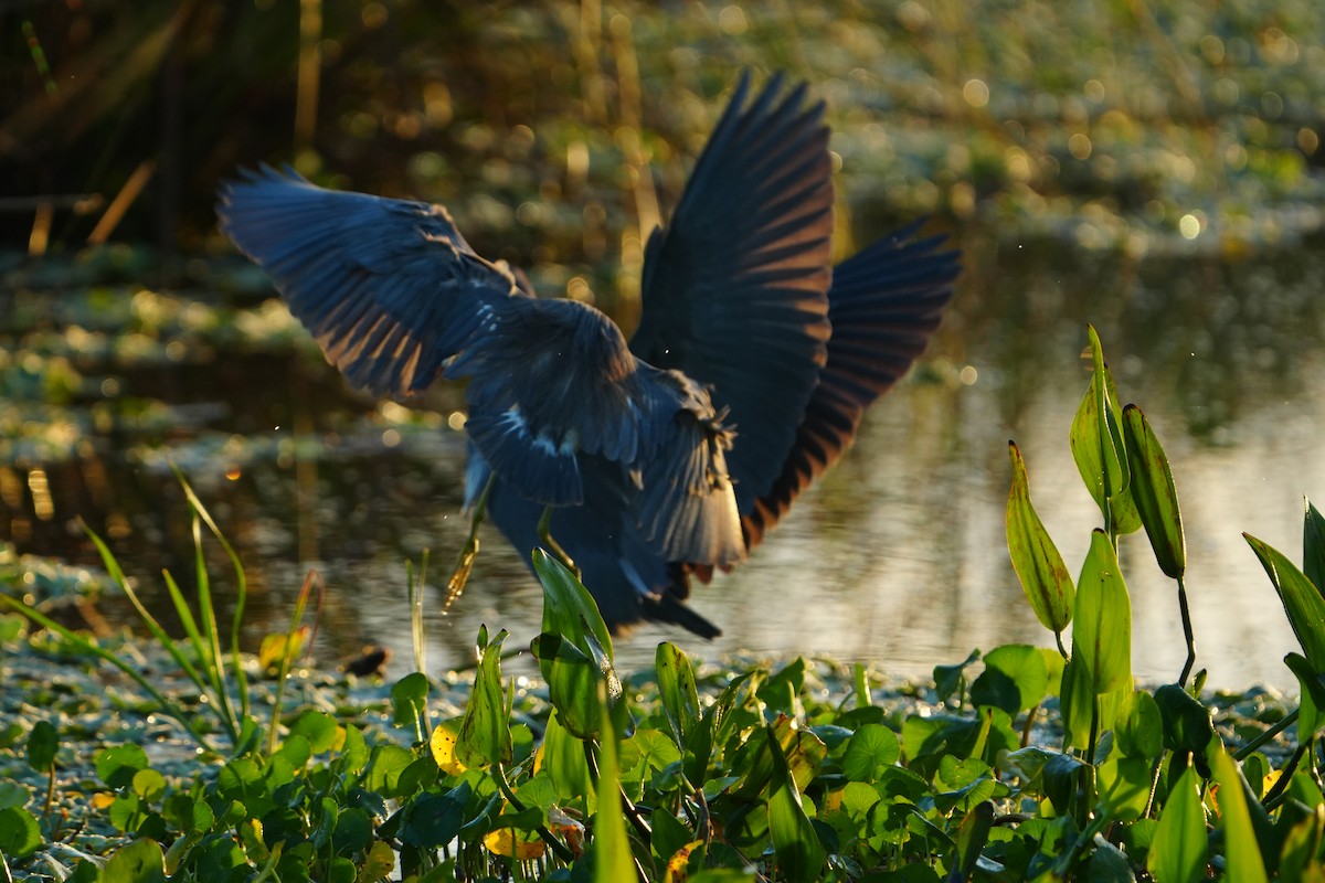 Little Blue Heron - ML644079846