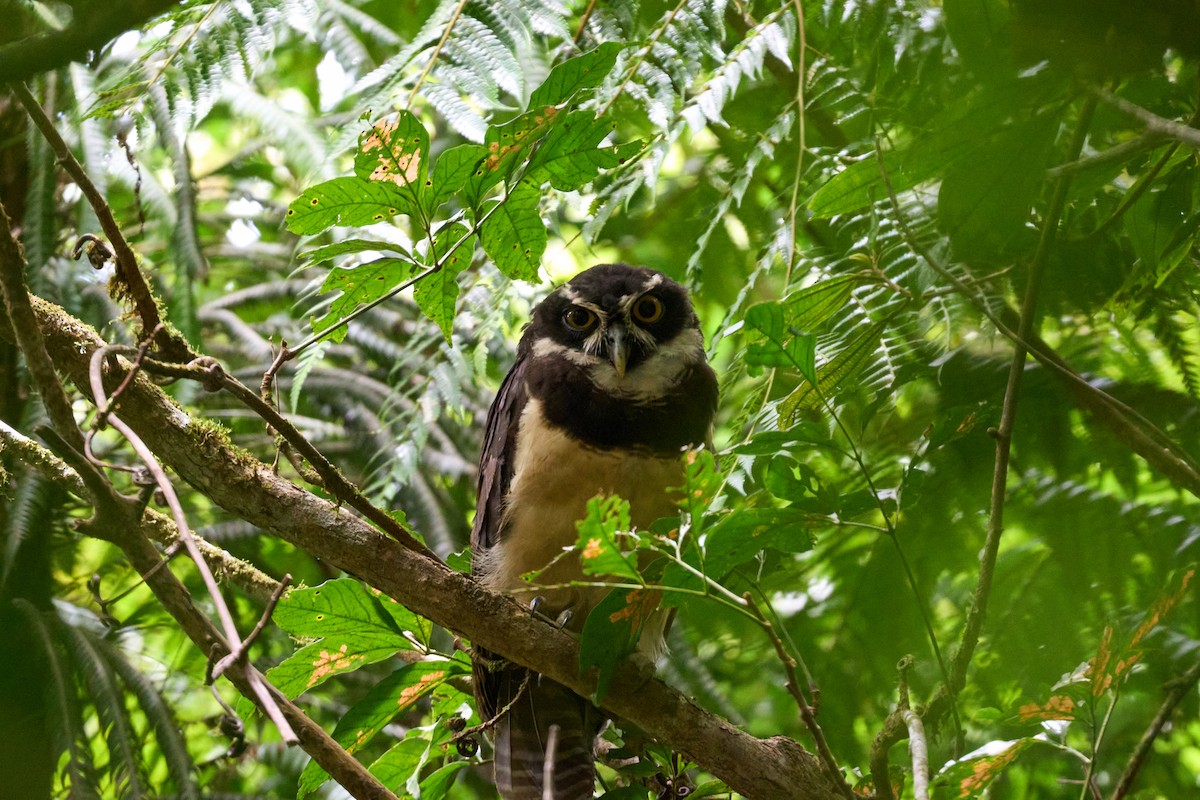 Spectacled Owl - ML644079857