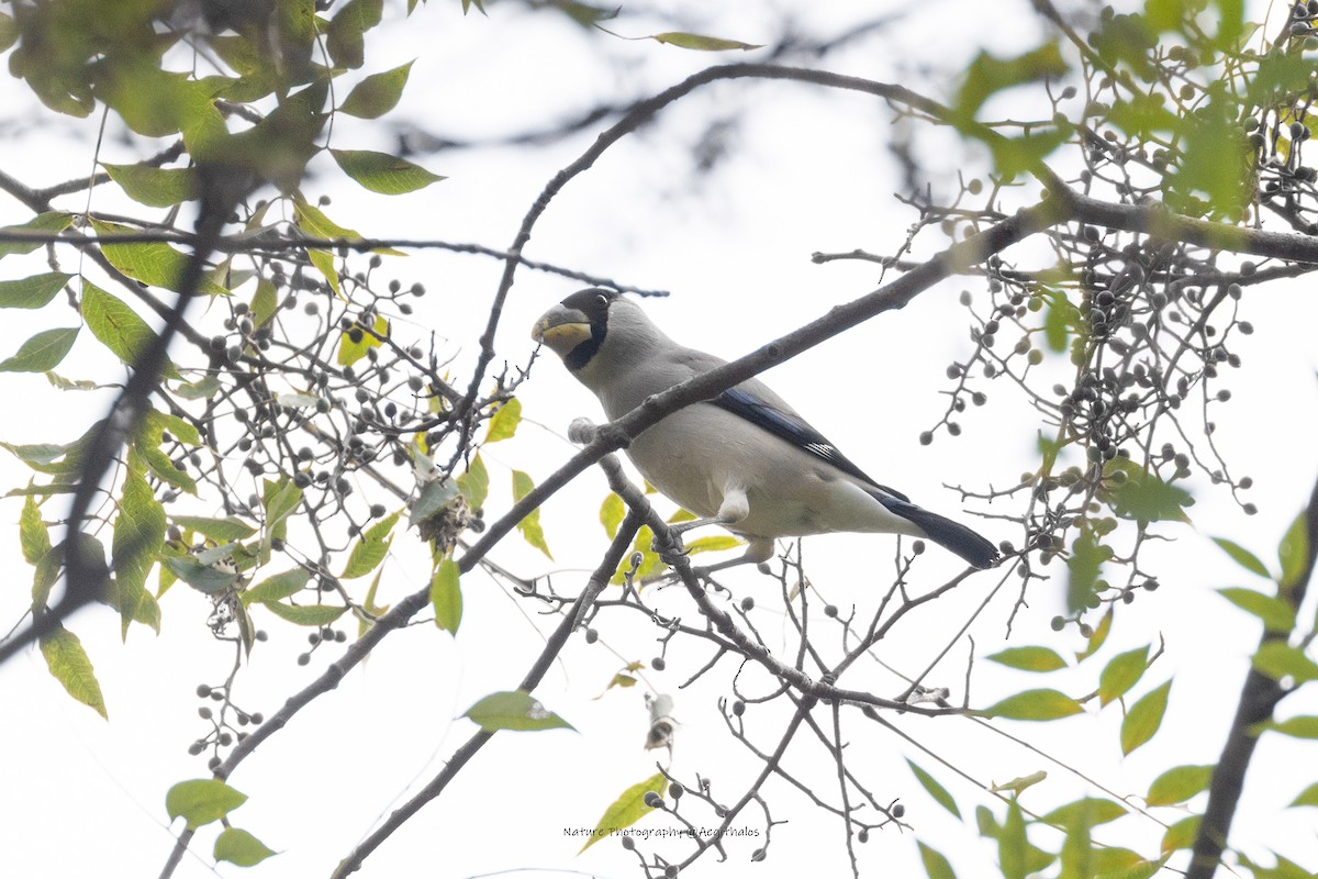 Japanese Grosbeak - ML644079864