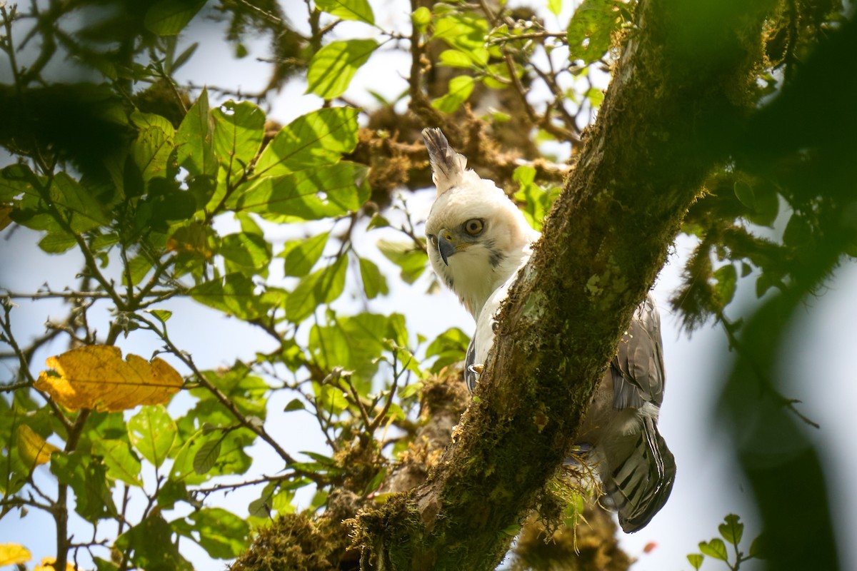 Ornate Hawk-Eagle - ML644079869