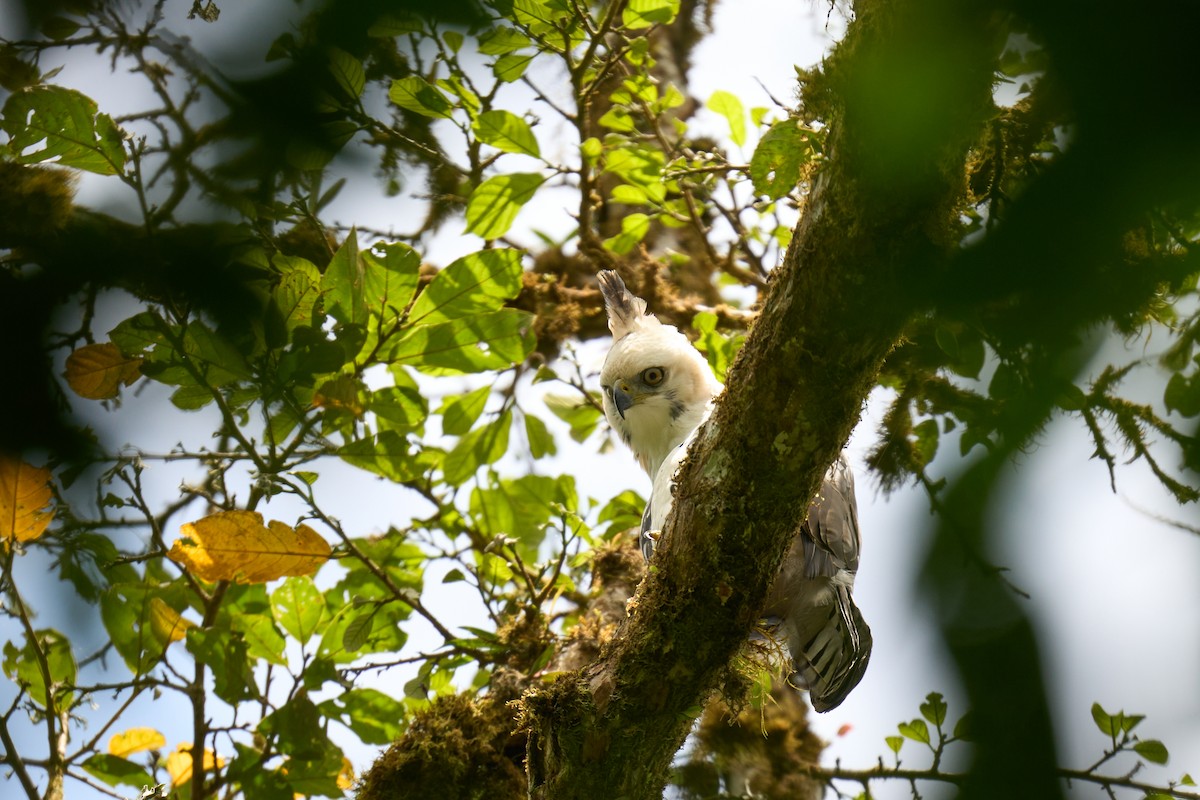 Ornate Hawk-Eagle - ML644079871