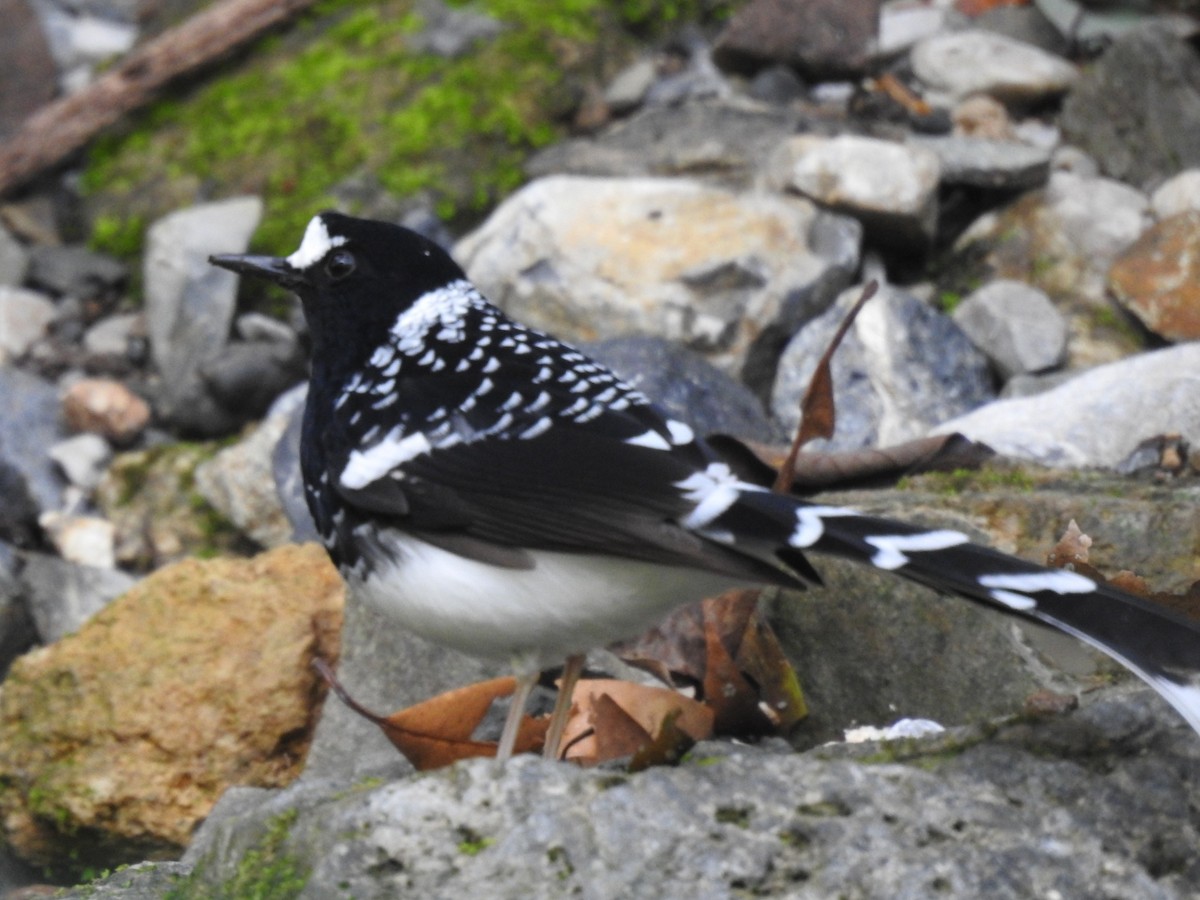 Spotted Forktail - ML644079919