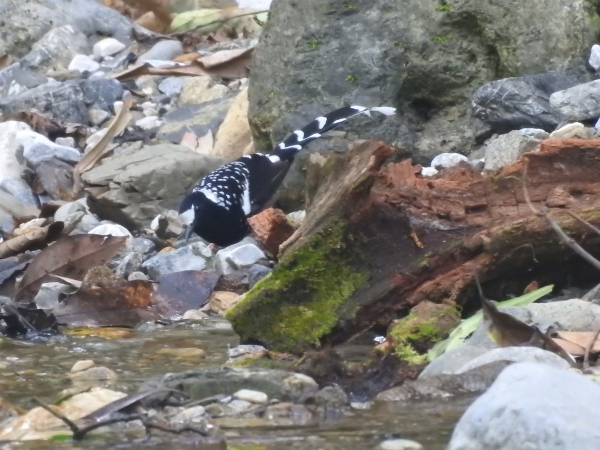 Spotted Forktail - ML644079920