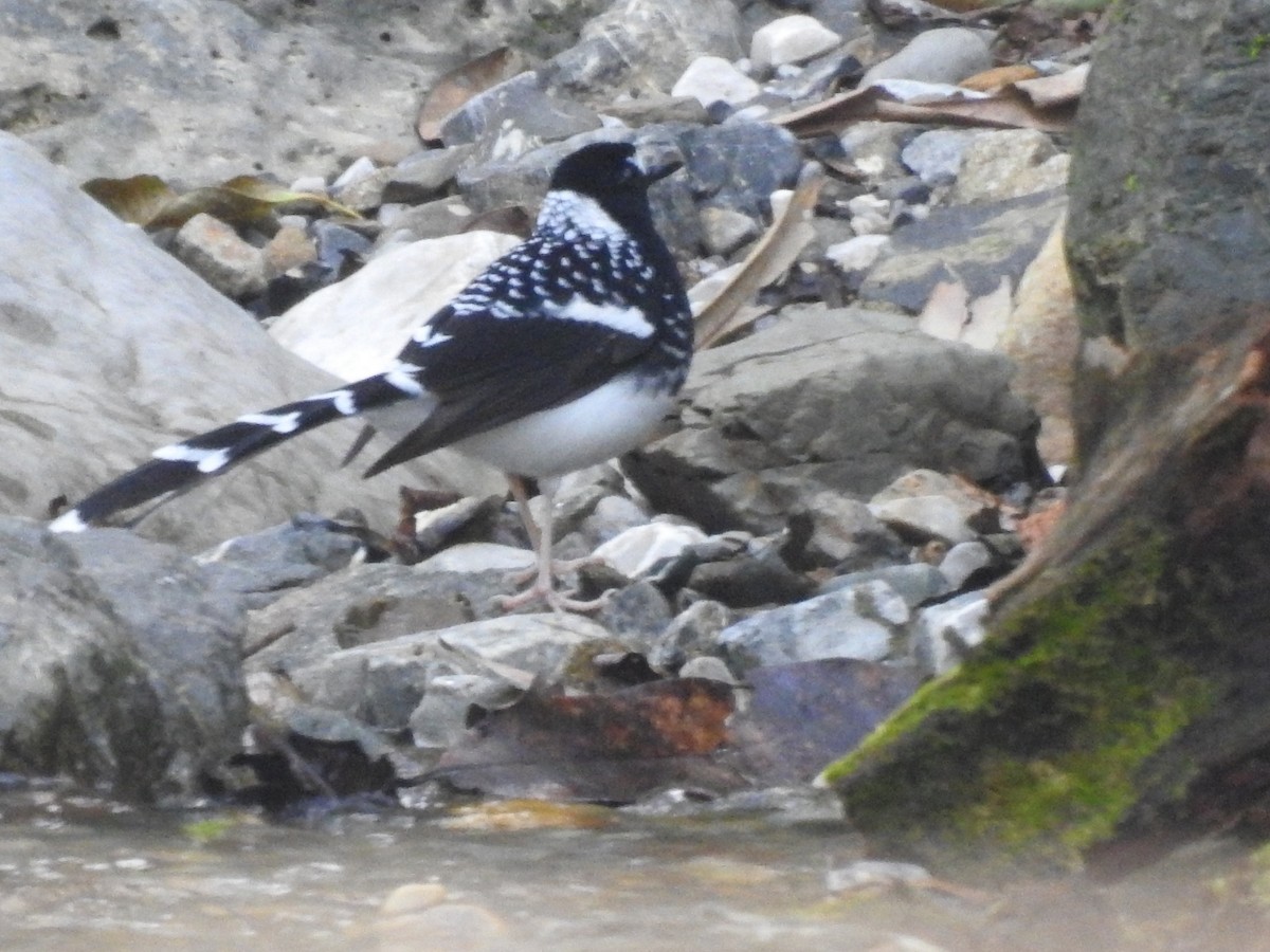Spotted Forktail - ML644079921