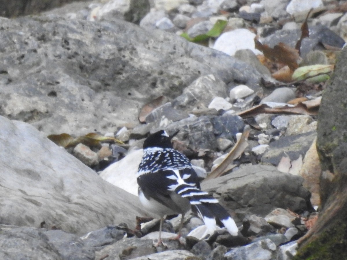Spotted Forktail - ML644079922