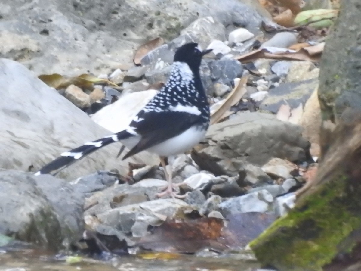 Spotted Forktail - ML644079923