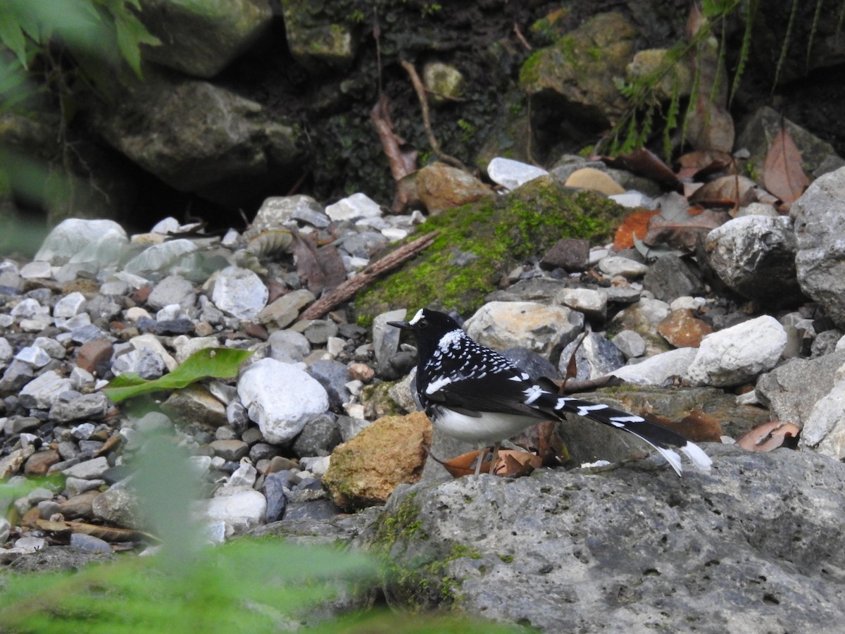 Spotted Forktail - ML644079924