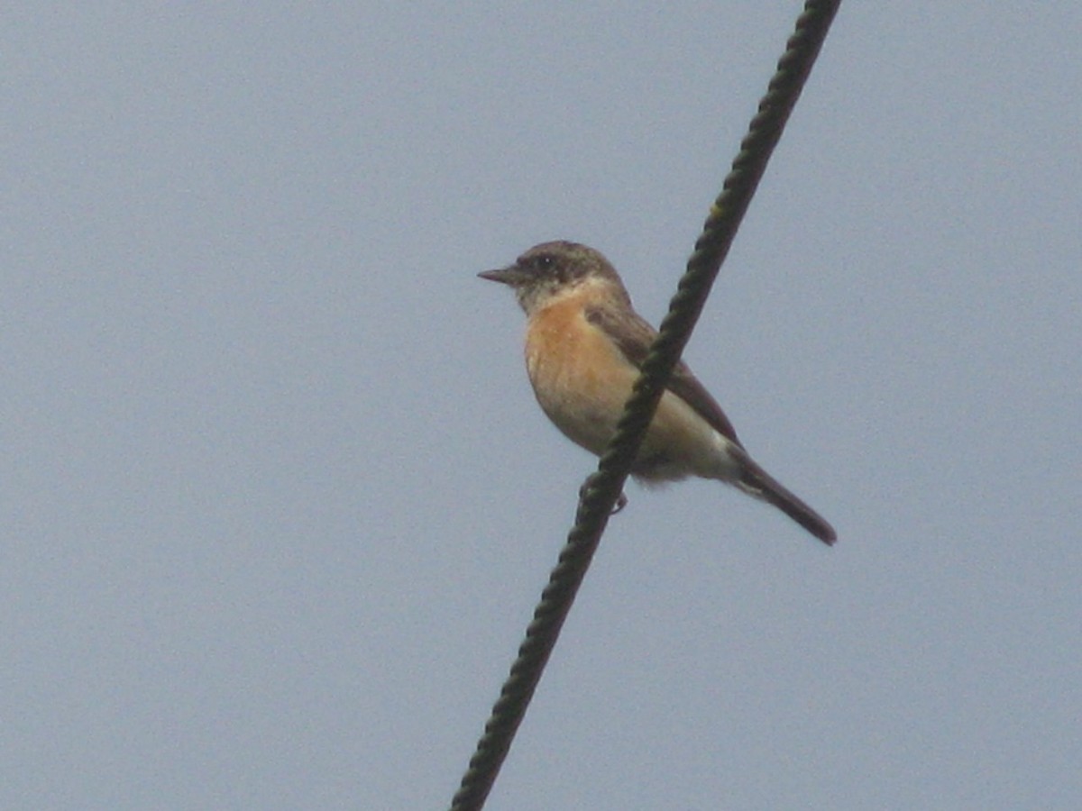 Siberian Stonechat (Siberian) - ML644079936