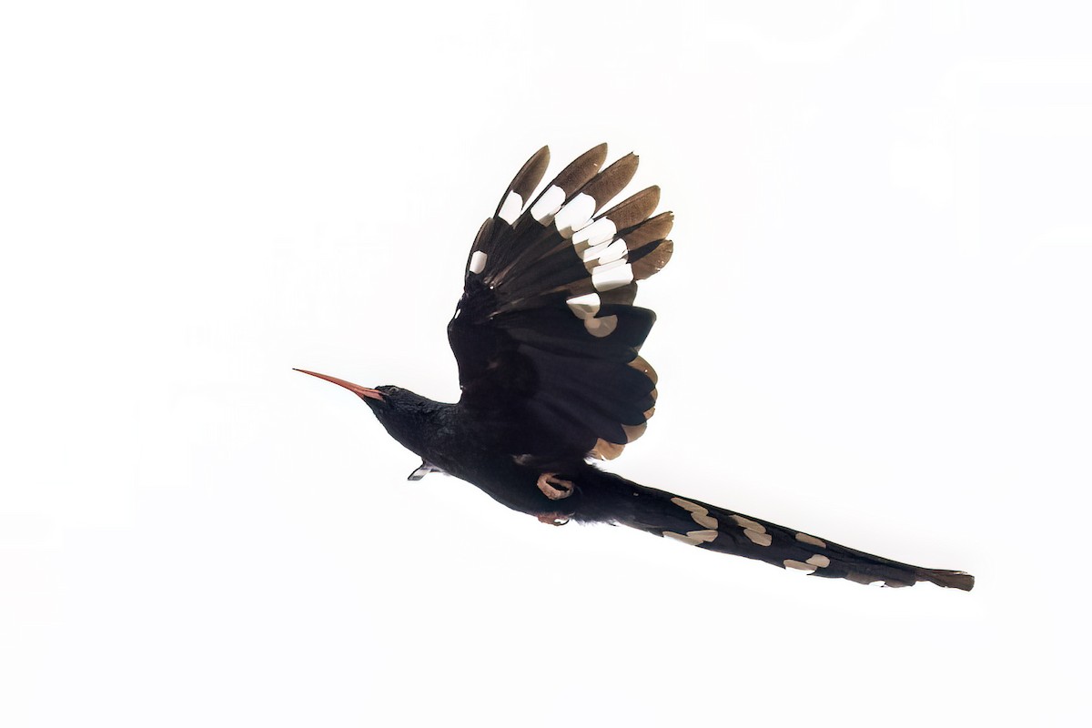 Violet Woodhoopoe - ML644079939