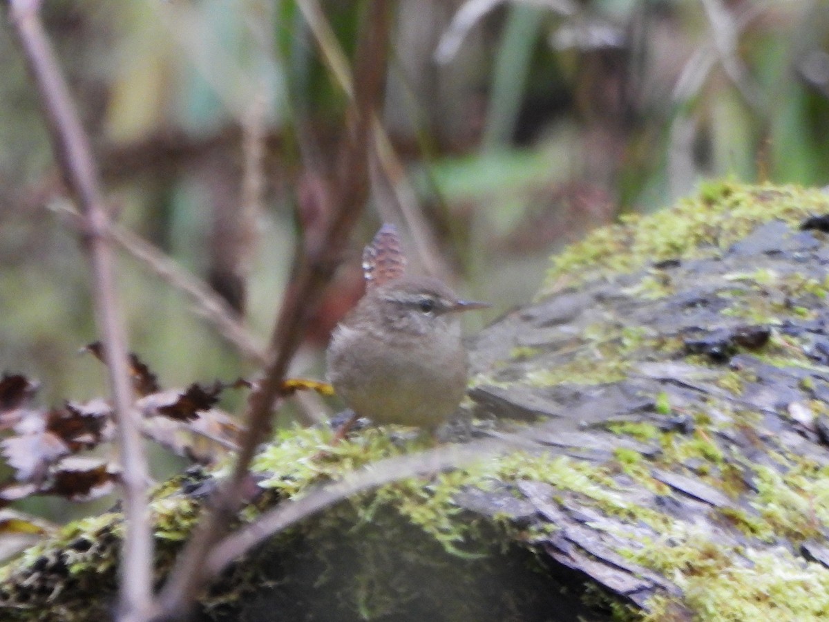 鷦鷯 - ML644079940