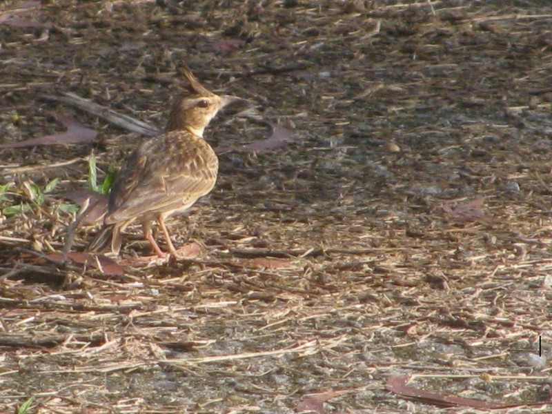 Malabar Lark - ML644079946