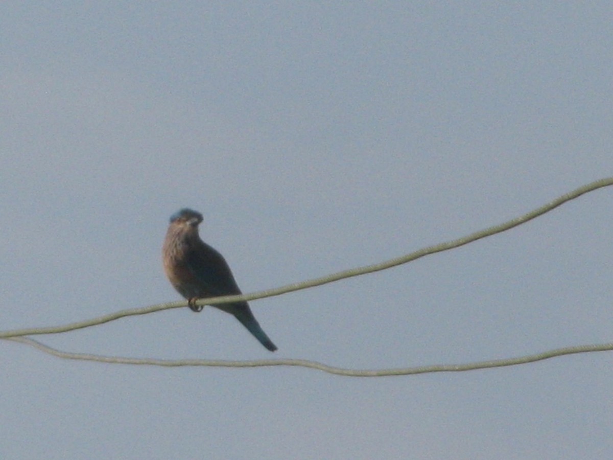 Indian Roller - ML644079950