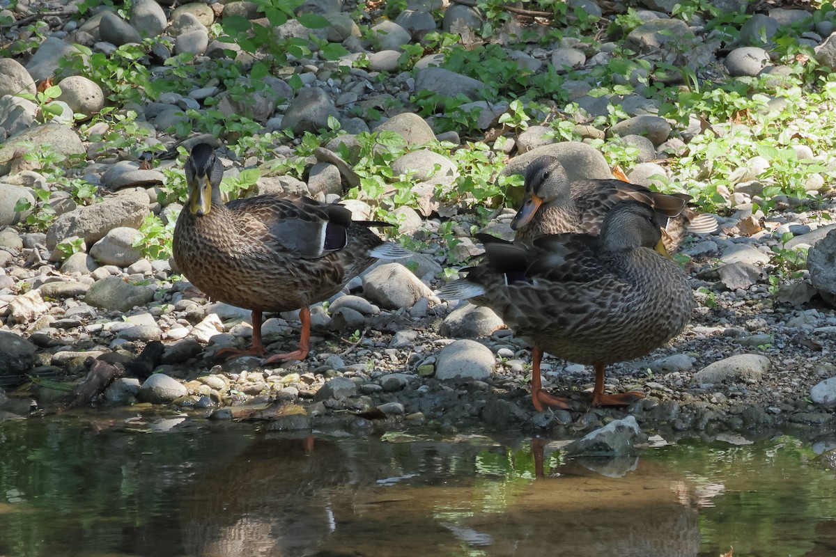 Mallard - ML644079952