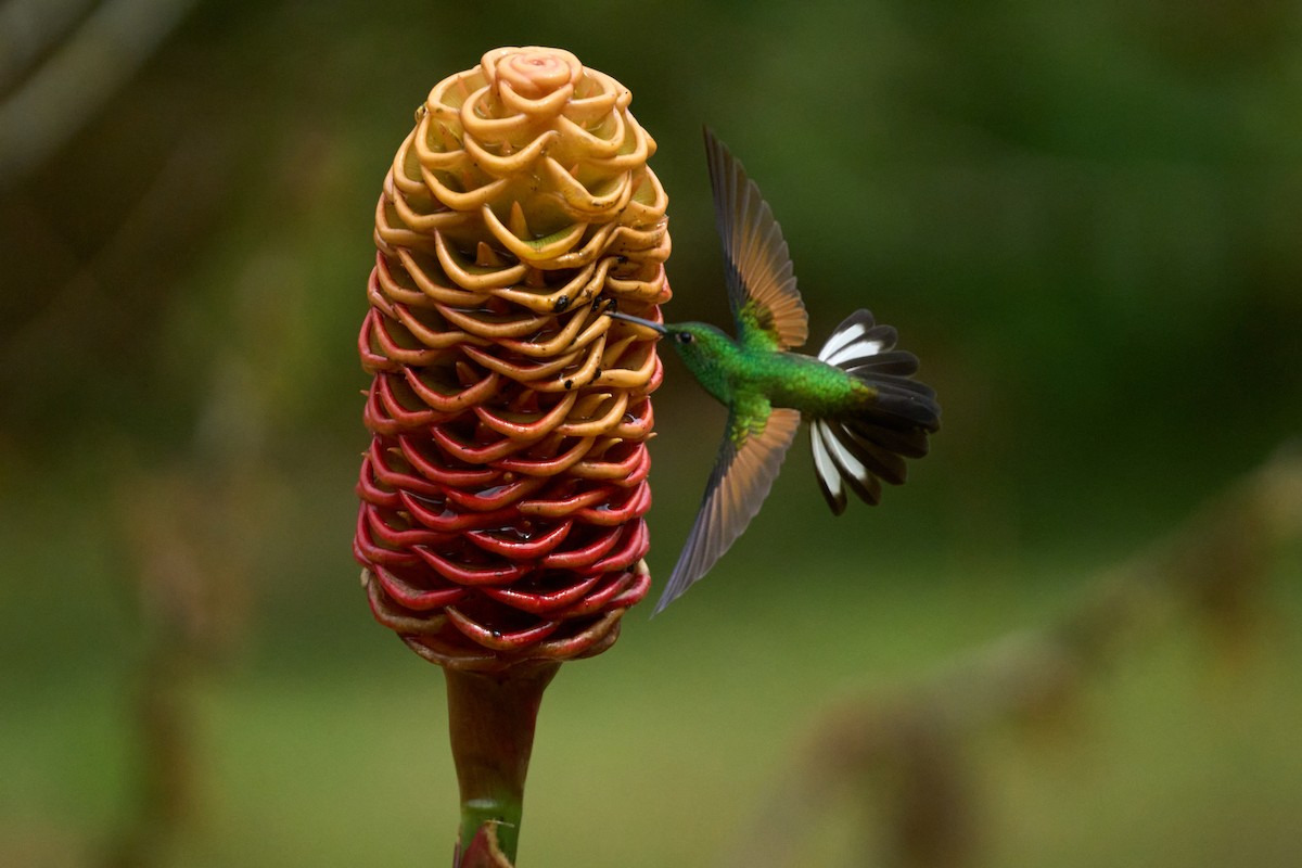 Colibri à épaulettes - ML644079957
