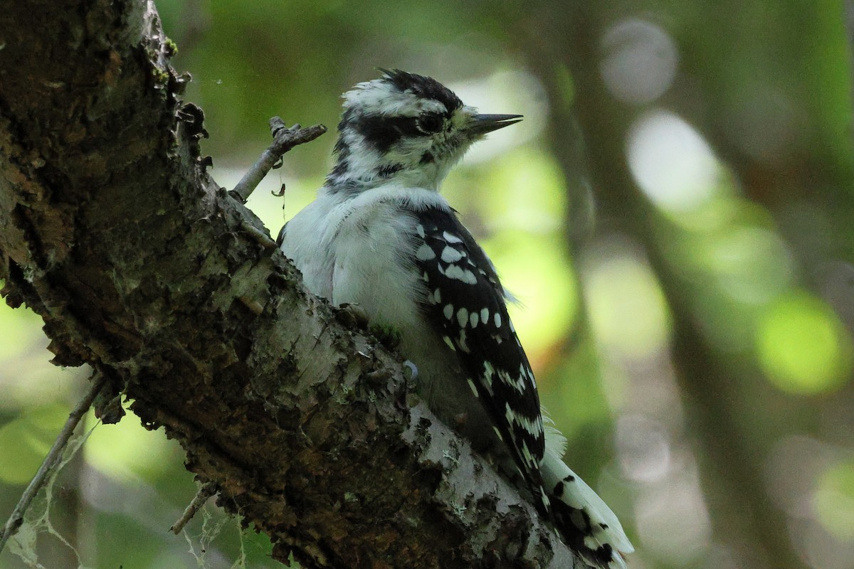 Downy Woodpecker - ML644079960