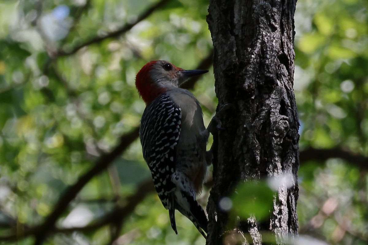 Red-bellied Woodpecker - ML644079965