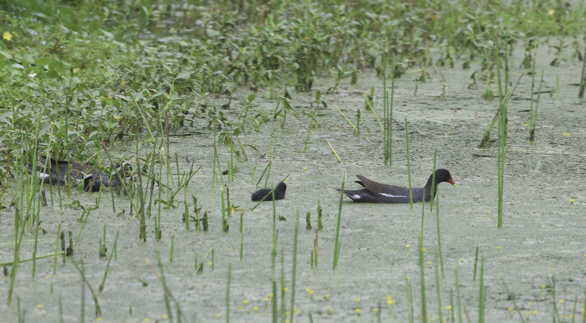 Common Gallinule (American) - Bill Hubick