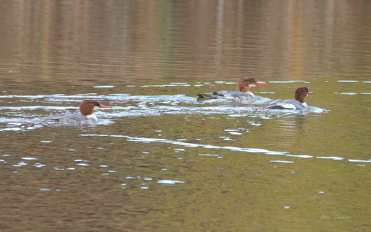 Common Merganser - ML644079977