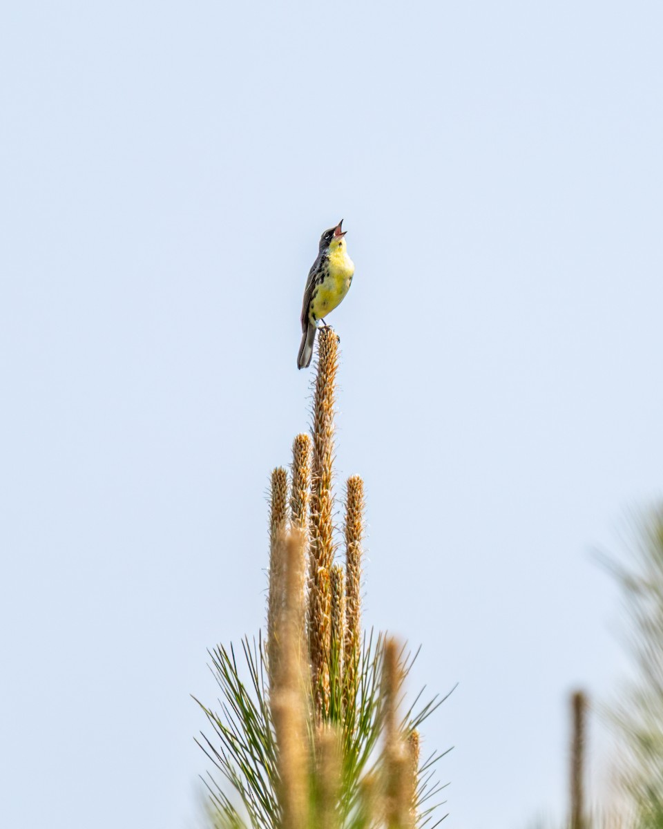 Kirtland's Warbler - ML644079978