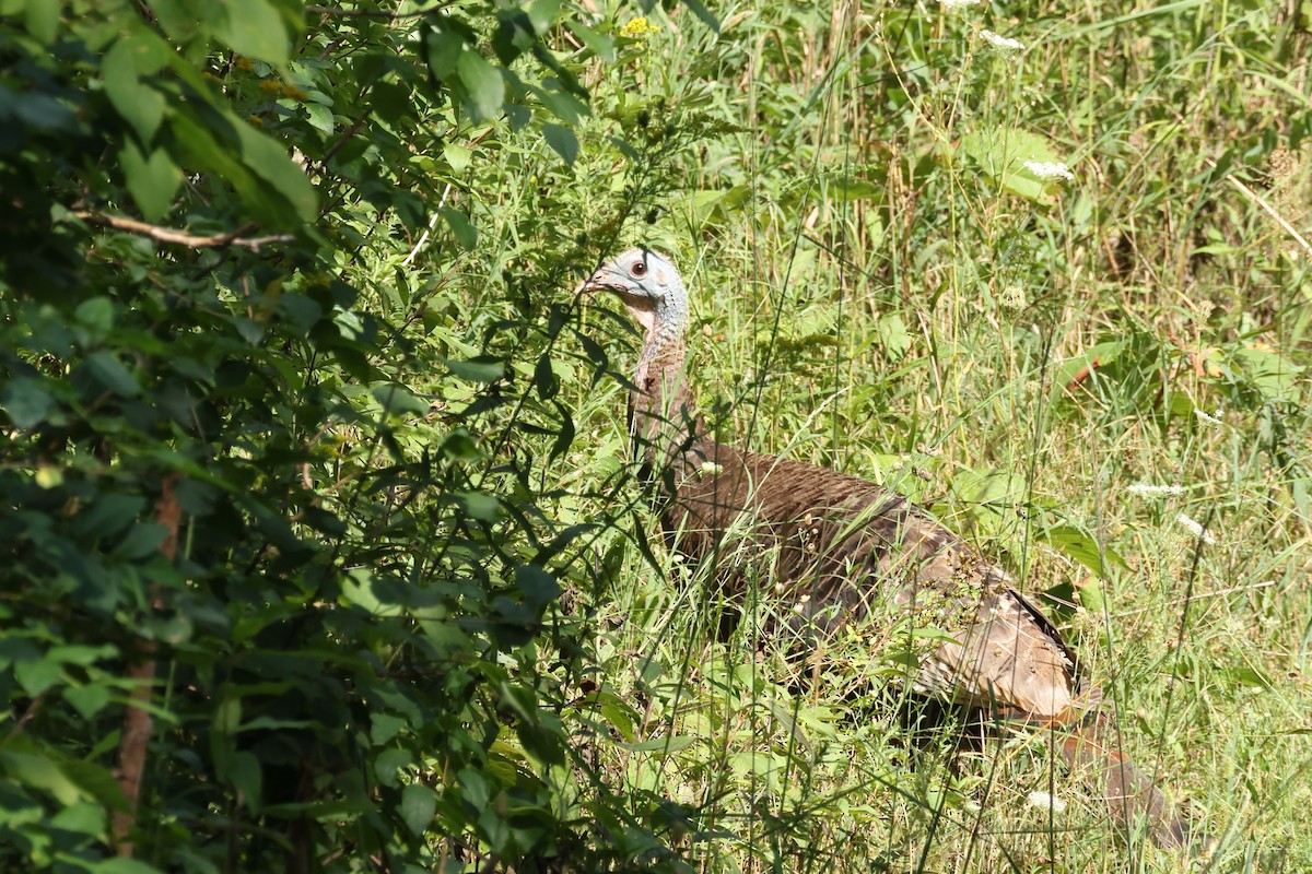 Wild Turkey - ML644079988