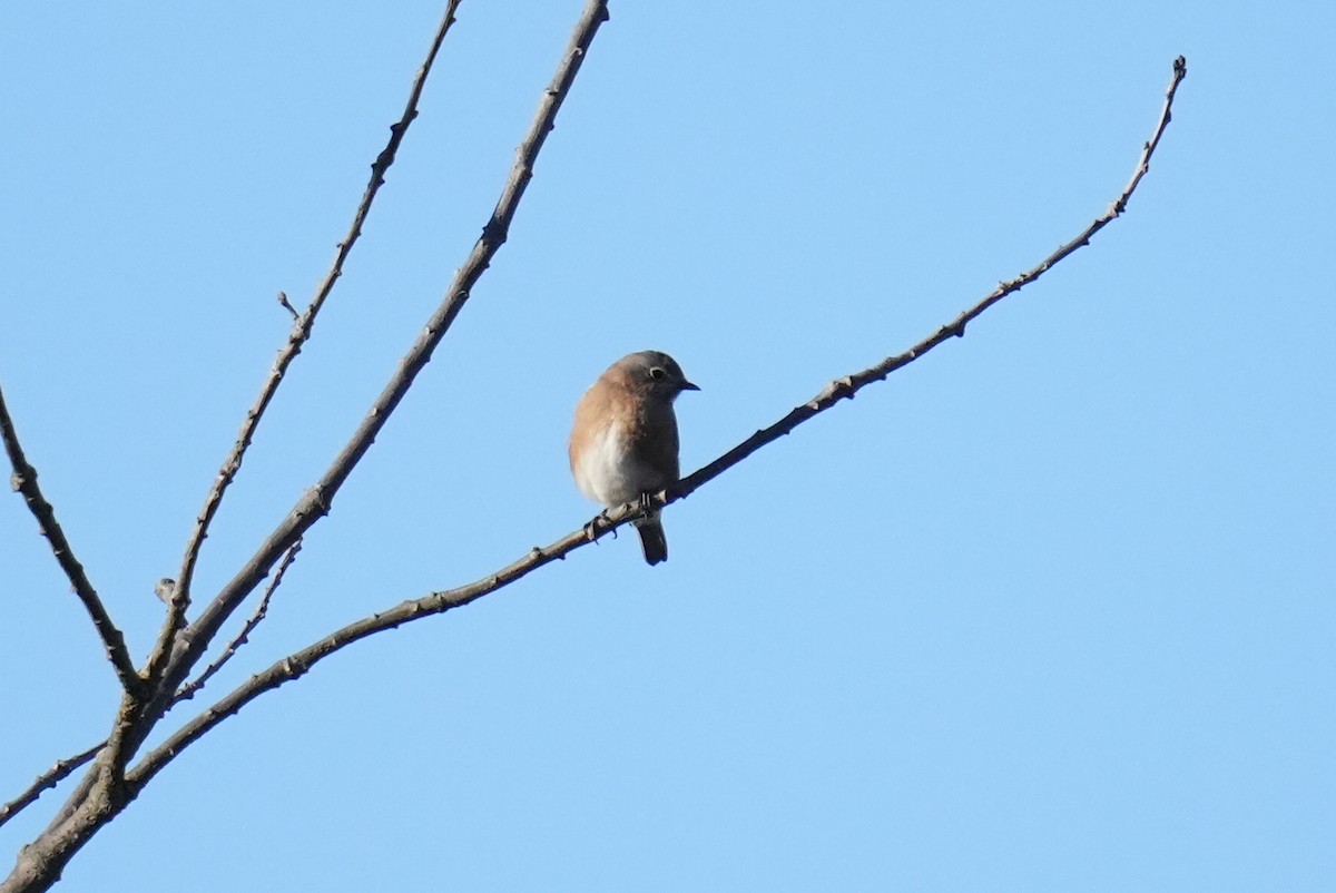 Eastern Bluebird - ML644079989