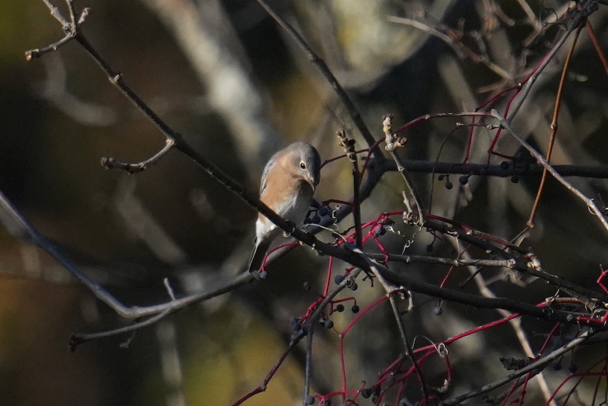 Eastern Bluebird - ML644079990