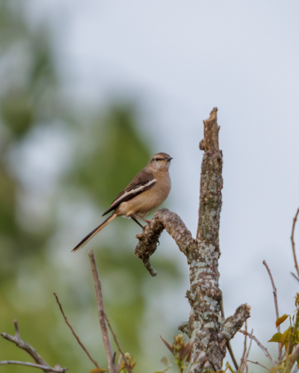 White-banded Mockingbird - ML644079995