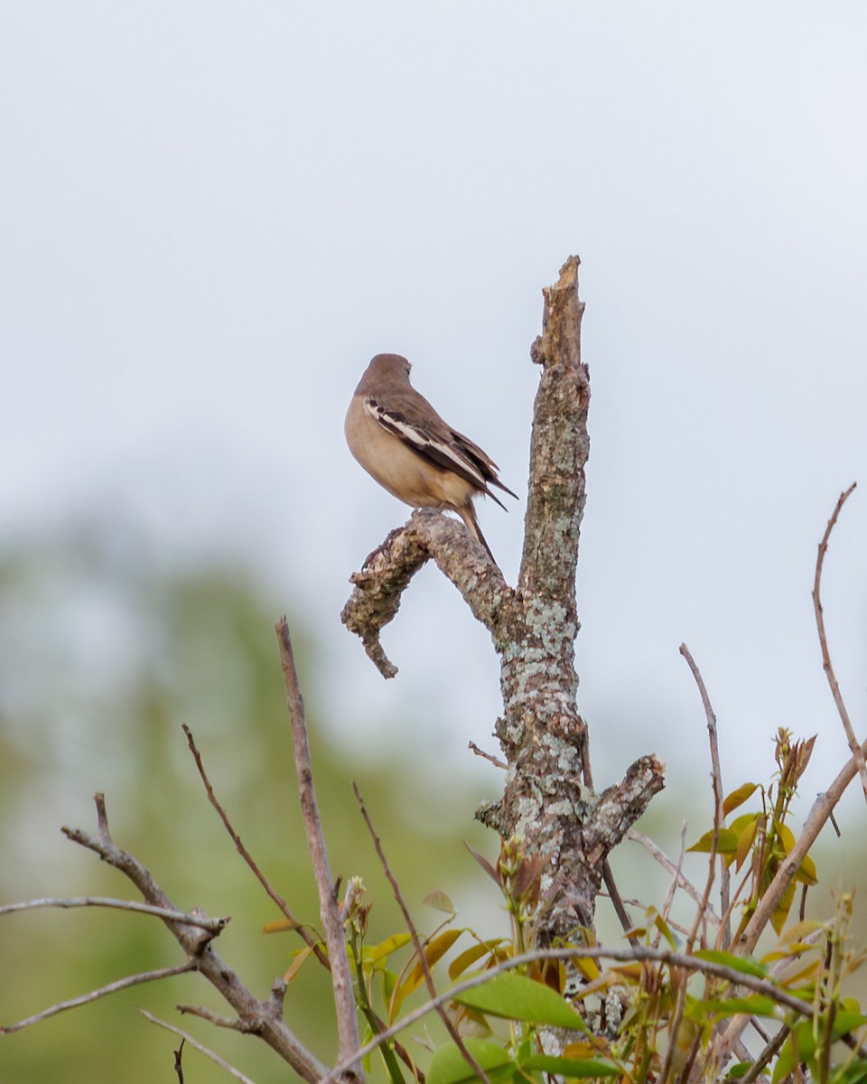 White-banded Mockingbird - ML644079996