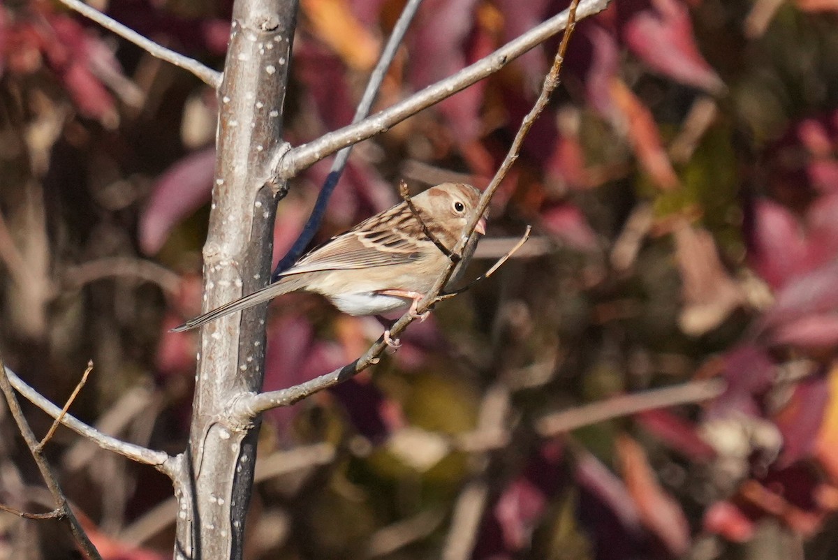 Field Sparrow - ML644080001