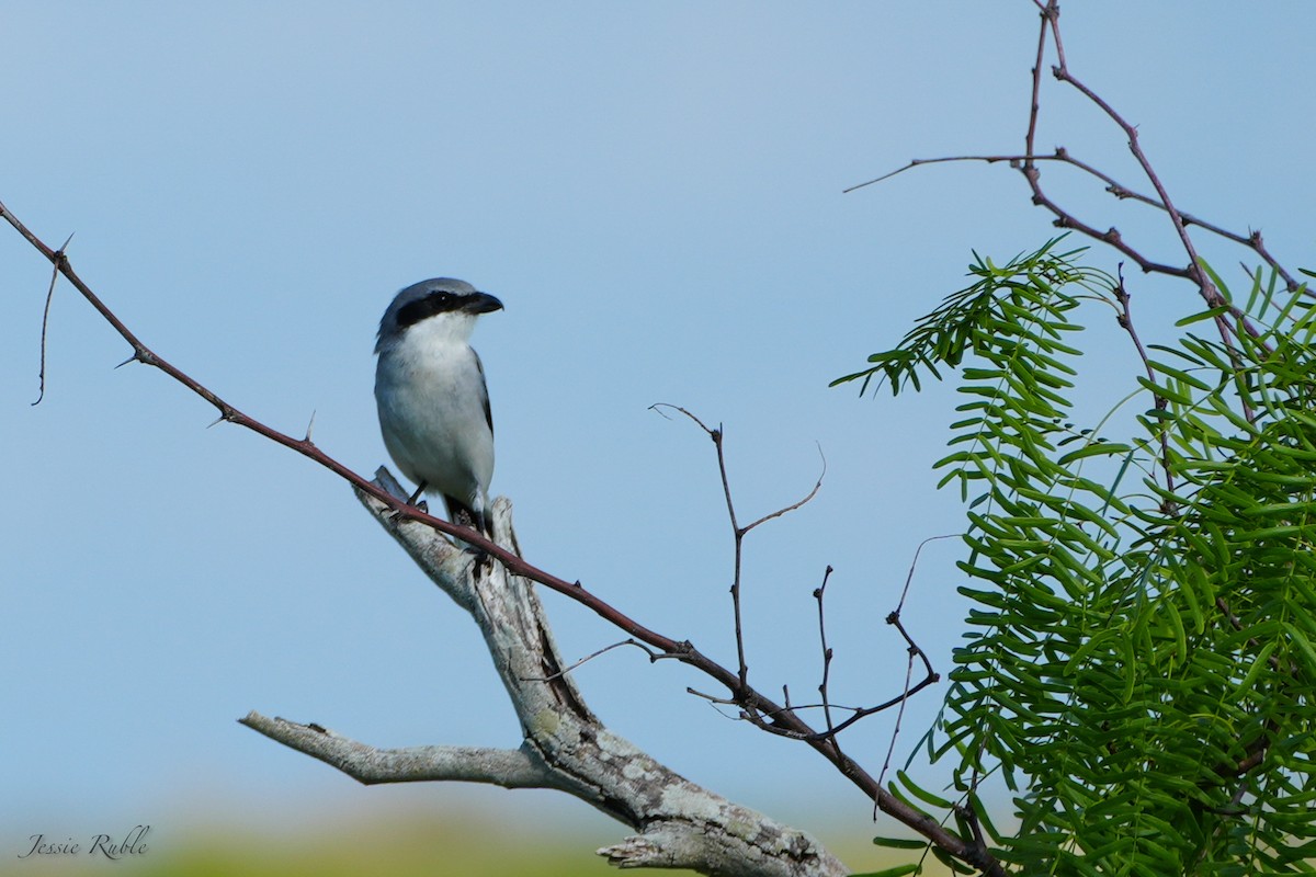 Loggerhead Shrike - ML644080002
