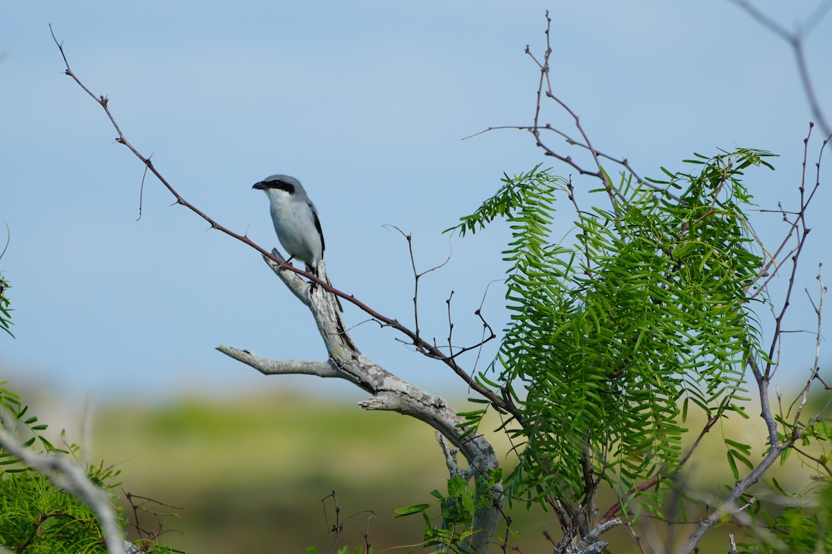 Loggerhead Shrike - ML644080003