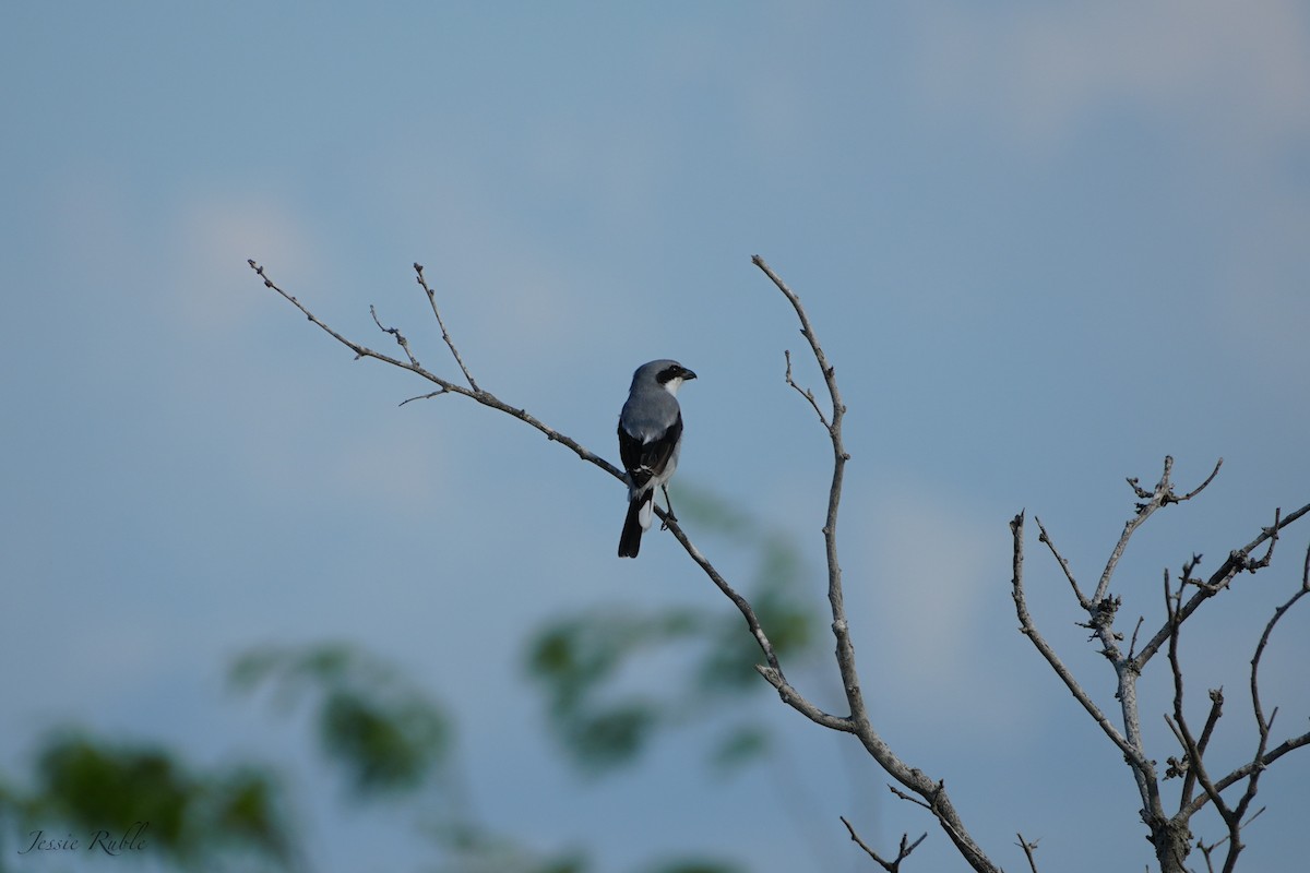 Loggerhead Shrike - ML644080004