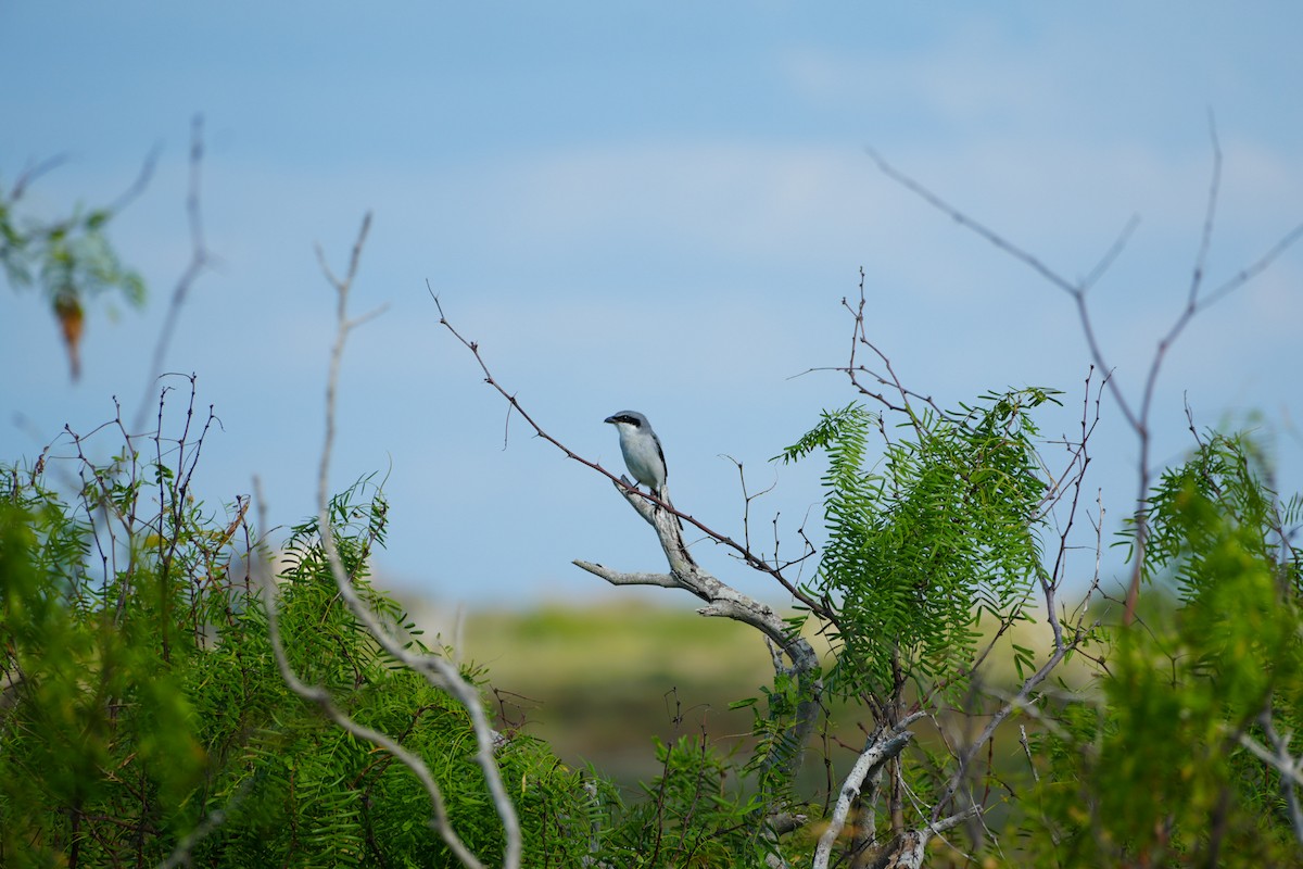 Loggerhead Shrike - ML644080005