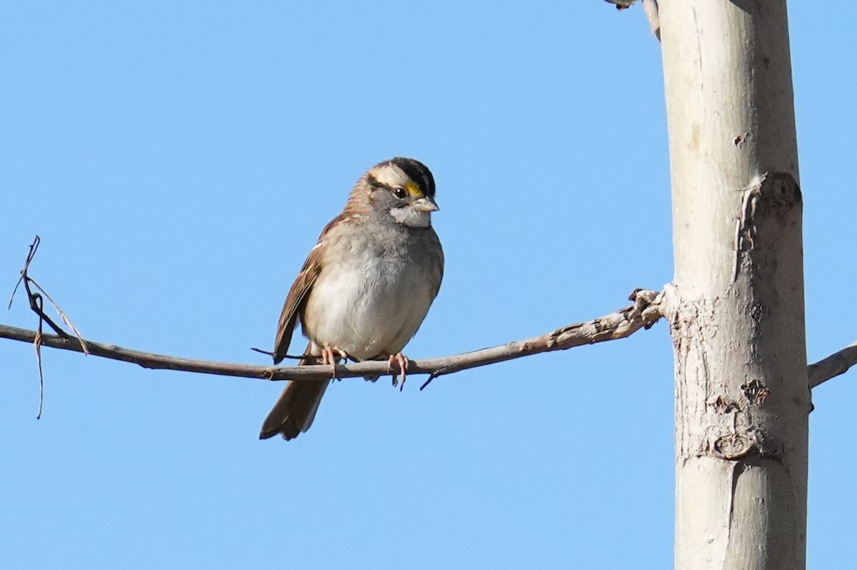 White-throated Sparrow - ML644080007