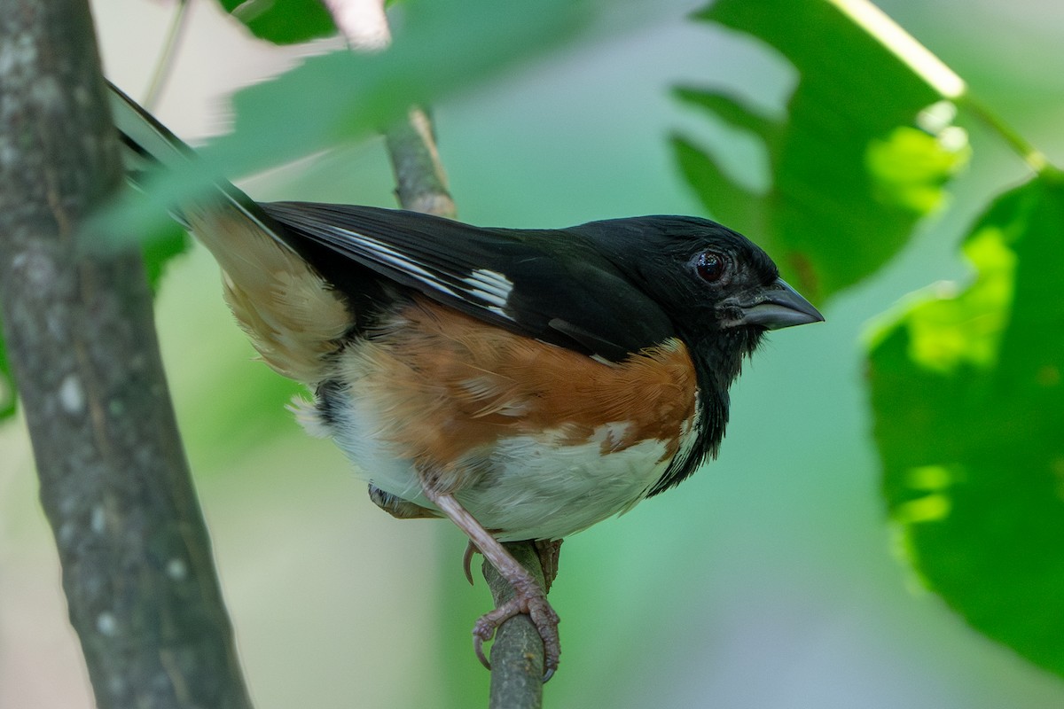 Eastern Towhee - ML644080009