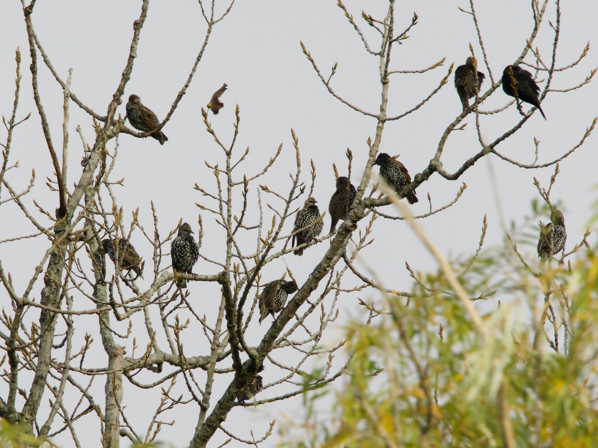 European Starling - ML644080017